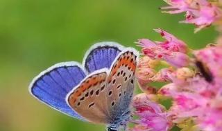 形容蝴蝶结漂亮的词语 绚丽的蝴蝶