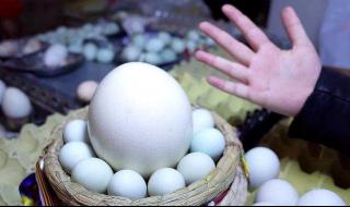 鸵鸟蛋怎么做简单的 鸵鸟吃蛋蛋